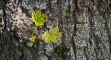 A macro shot of delicate maple leaves sprouting from the rough bark of a tree.