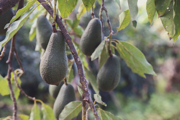 Australian fresh avocado tree