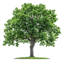 Obraz premium Mexican Sycamore isolated on transparent background