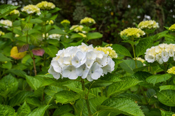 緑葉の中で咲く白い紫陽花の花房