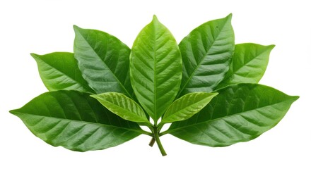 Naklejka premium Fresh green leaves arranged symmetrically on a white background showcasing nature's beauty