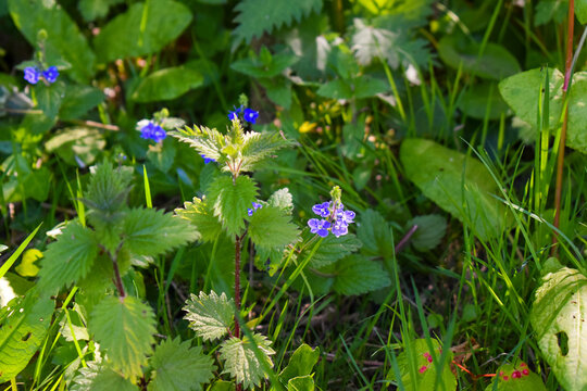 Plantes m&eacute;dicinales et mauvaises herbes en bordure de for&ecirc;t dans un environnement verdoyant et lumineux