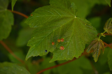 Maladie de l'érable provoquant des taches rouges sur les feuilles. Galle rouge de l'érable