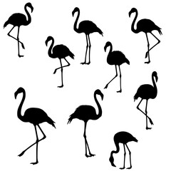 Fototapeta premium Silhouette Flamingo Flock
