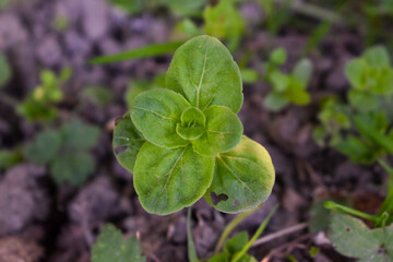 Une jeune plante verte est sortie de terre. Une photo en plongée et en gros plan qui évoque la nature, l'environnement, la croissance