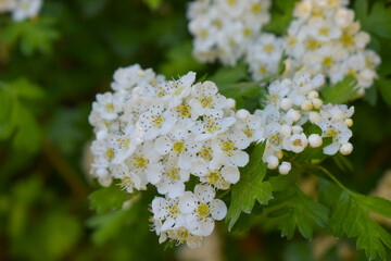Fleur d'Aubépine (Crataegus) - Arbuste médicinal