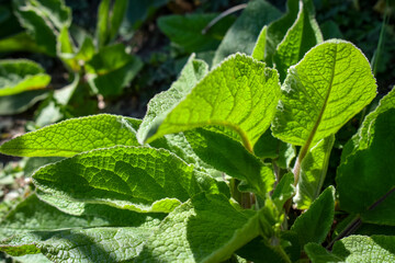 Une plante sauvage en bordure de pâture, peut-être de la consoude (symphytum sp), une sauge (salvia sp) ou une espèce de molène (verbascum sp)