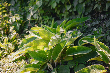 Une plante sauvage en bordure de p&acirc;ture, peut-&ecirc;tre de la consoude (symphytum sp), une sauge (salvia sp) ou une esp&egrave;ce de mol&egrave;ne (verbascum sp)