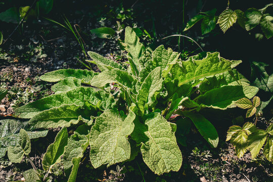 Une plante sauvage en bordure de p&acirc;ture, peut-&ecirc;tre de la consoude (symphytum sp), une sauge (salvia sp) ou une esp&egrave;ce de mol&egrave;ne (verbascum sp)
