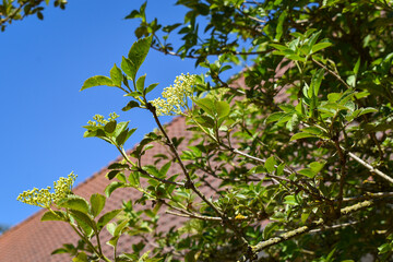 Branches, feuilles et fleurs de sureau (sambucus sp)