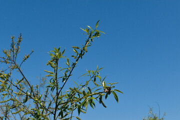 Branche et feuilles de saule (salix sp) se détachant sur un beau ciel bleu
