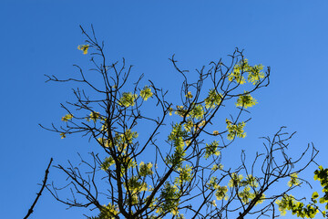 Branche et feuilles de frêne (fraxinus excelsior) se détachant sur un beau ciel bleu