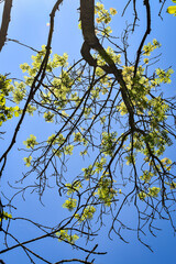 Branche et feuilles de frêne (fraxinus excelsior) se détachant sur un beau ciel bleu