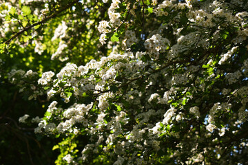 Fleur d'Aubépine (Crataegus) - Arbuste médicinal