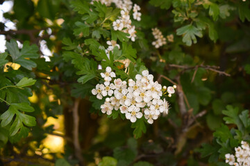 Fleur d'Aub&eacute;pine (Crataegus) - Arbuste m&eacute;dicinal