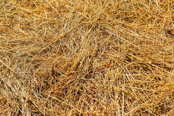 Foin jaune à longs brins posé au sol. Long-stranded yellow hay lying on the ground.