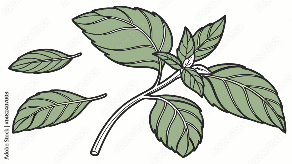 Poster vector fresh basil leaves with varying sizes and shapes, showcasing their vibrant green color and di