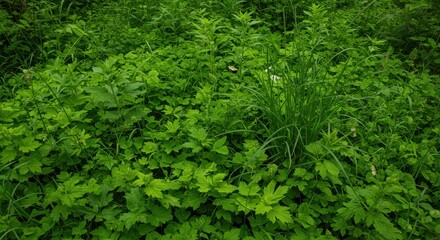 Fototapeta premium Lush Greenery Covering Ground in a Natural Setting with Diverse Flora