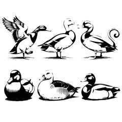 Set of six stylized black and white duck illustrations, each in a side profile with varied feather patterns. The minimalist vector style emphasizes form and texture for design or educational use.