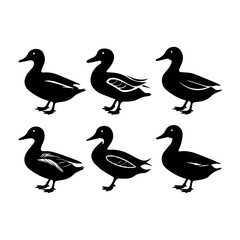 Set of six stylized black and white duck illustrations, each in a side profile with varied feather patterns. The minimalist vector style emphasizes form and texture for design or educational use.
