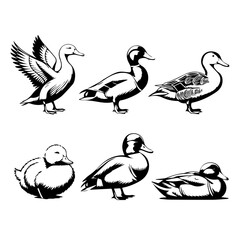 Set of six stylized black and white duck illustrations, each in a side profile with varied feather patterns. The minimalist vector style emphasizes form and texture for design or educational use.