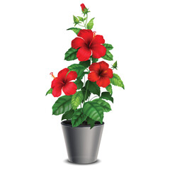 silhouette of flower plant 