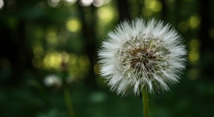 Fototapeta premium Close-up of a dandelion puff ball in a lush green forest background