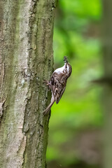 Short-toed treecreeper (Certhia brachydactyla) with captured insects in its beak, climbing tree bark as it brings food to its nest to feed its hungry chicks