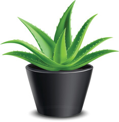 set of indoor plants , silhouette of plants