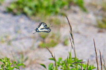 Schwalbenschwanz (Schmetterling)