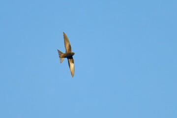 Mauersegler (Apus apus) im Flug