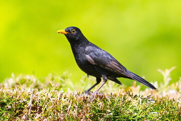 Amselmännchen beobachtet seine Umgebung