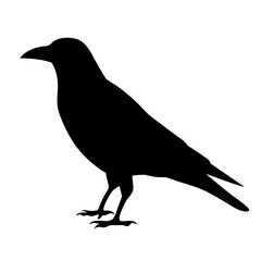 A stark silhouette of a crow standing against a plain white backdrop