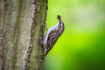Short-toed treecreeper (Certhia brachydactyla) with captured insects in its beak, climbing tree bark as it brings food to its nest to feed its hungry chicks
