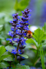 Close-up of a bumblebee (Bombus pascuorum) collecting nectar from a blue bugle flower (Ajuga reptans) with a soft background and shallow depth of field.