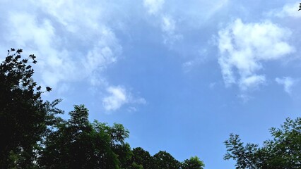 Obraz premium Forest canopy framing a bright blue sky, peaceful summer landscape for use in sustainability, inspiration, and relaxation visuals