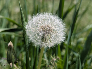 Dandelion basket. After bright flowering in natural areas, flower beds, roadsides, the dandelion plant forms a basket where the seeds ripen. The seeds are scattered far and wide by the wind