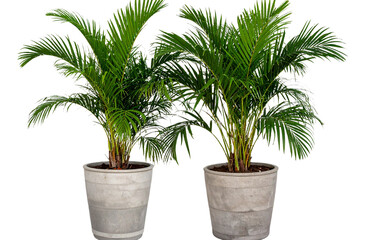 Fototapeta premium Two potted palm trees, transparent background