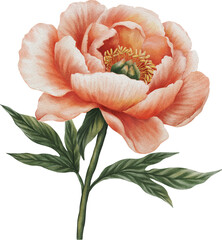 Watercolor illustration of a peach-colored peony flower. Delicate hand-painted blossom isolated on white background. Perfect for wedding designs, botanical prints, and elegant decor.