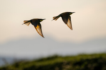 Silhouette of a couple of European bee-eater (Merops apiaster) in flight. Isonzo river mouth nature reserve, Isola della Cona, Friuli Venezia Giulia, Italy.