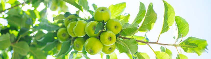 Panorama view cluster of young apple fruits on tree branches at front yard garden in Coppell, Texas, edible landscaping urban orchard in Dallas Fort Worth metroplex, abundant of homegrown crops