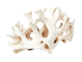 Coral structure for marine decoration and aquarium design, cut out transparent