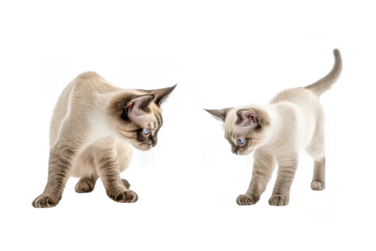 Playful Siamese Kittens