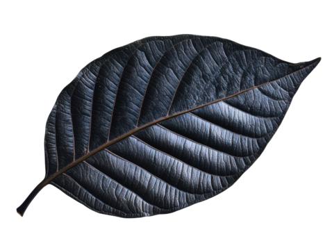 Dark textured leaf for nature inspired design projects, cut out transparent