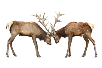 Fototapeta premium Deer Head Clash
