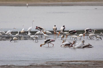 A lake inside Kumana national park full of pelicans and storks.
