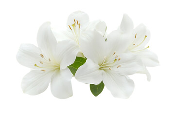 Elegant white lily flowers with green leaves isolated on transparent background for design use