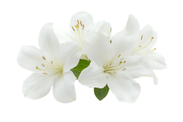 Elegant white lily flowers with green leaves isolated on transparent background for design use