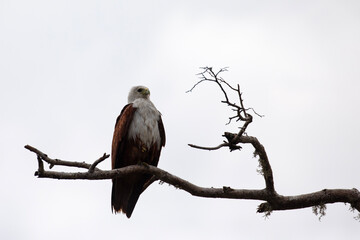 A Brahminy kite perched on a branch in Kumana National Park, Sri Lanka.