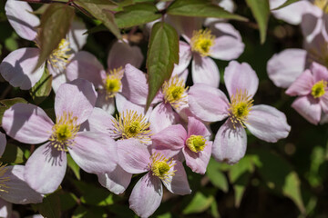 Wild rose flower with yellow center